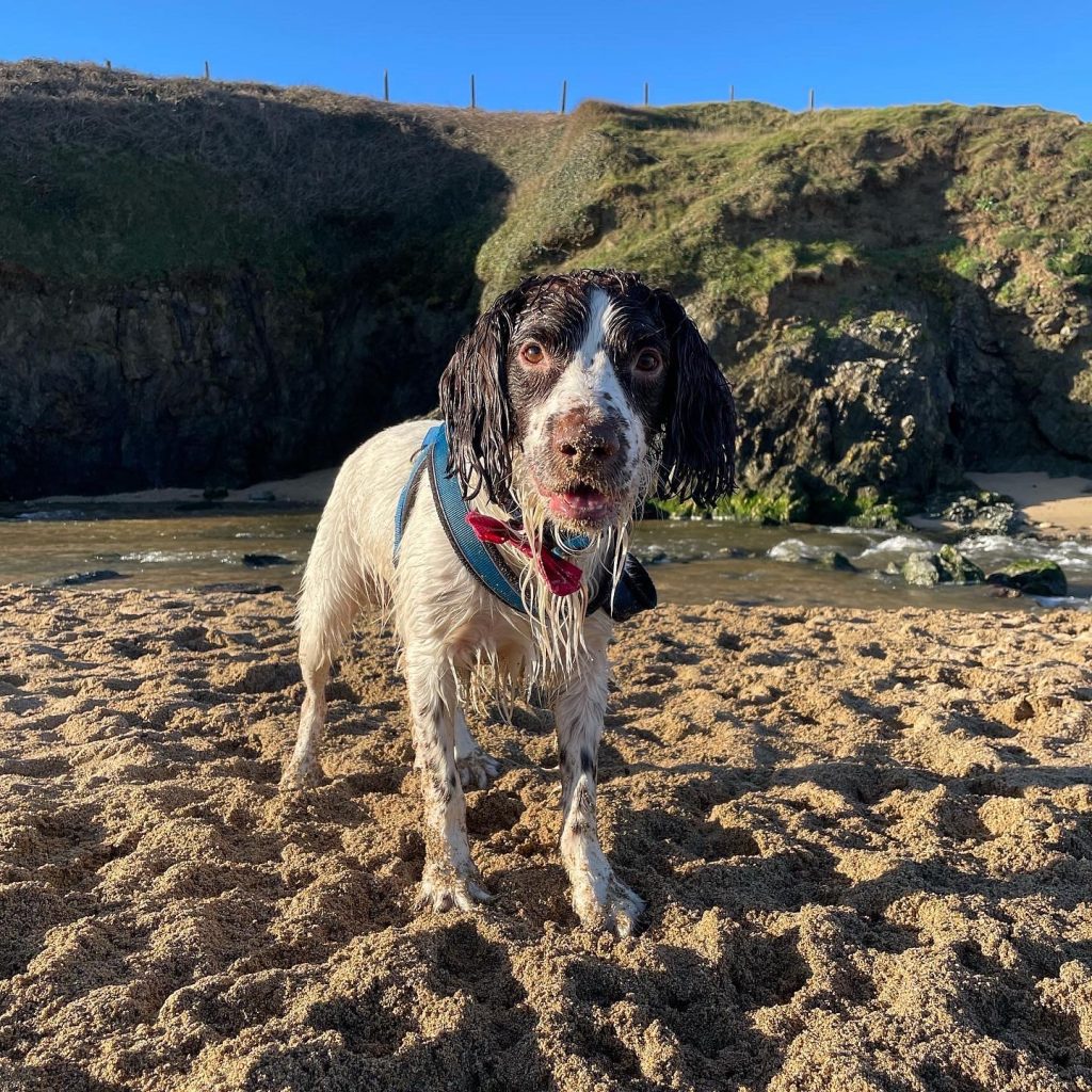 Higher Trewithen Holiday Cottages. A very wet English Springer Spaniel at Holywell Bay Cornwall dog friendly beach